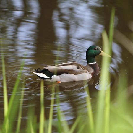 Saarlandtraum Weihermuehle Schmelz Dış mekan fotoğraf