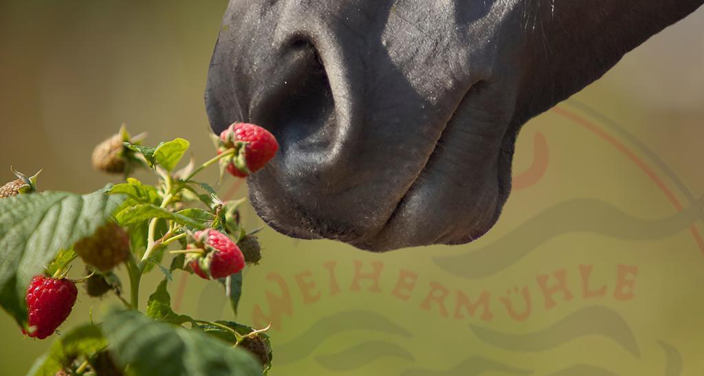 Saarlandtraum Weihermuehle Schmelz Dış mekan fotoğraf
